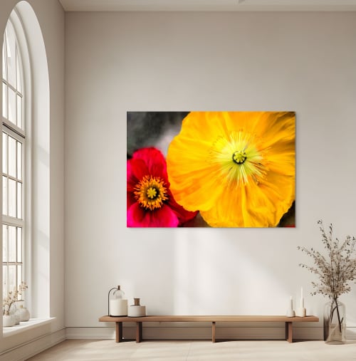Iceland Poppy | Photography by Daniel