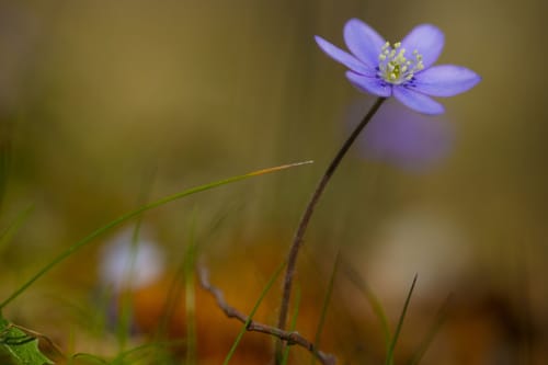 Hepatica Wild Flower | Photography by Caroyl La Barge›. Item works with contemporary & mediterranean style