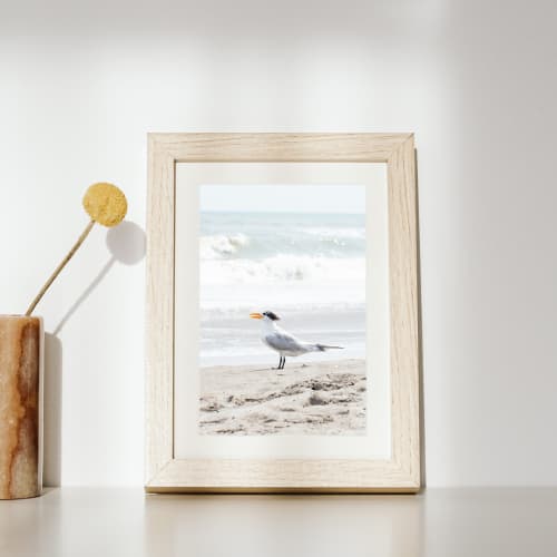 Photograph • "Smile", Royal Tern, Bird, Nautical, Ocean | Photography by Honeycomb. Item composed of metal & paper compatible with coastal style