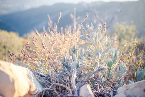 Canyon Sage | Photography by Kara Suhey Print Shop