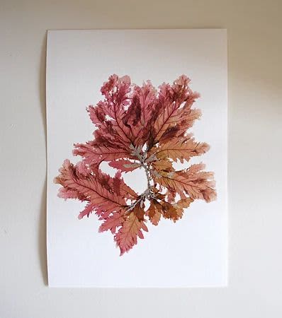 Pressed Seaweed, Single 97. A5. | Pressing in Art & Wall Decor by Jasmine Linington. Item composed of paper