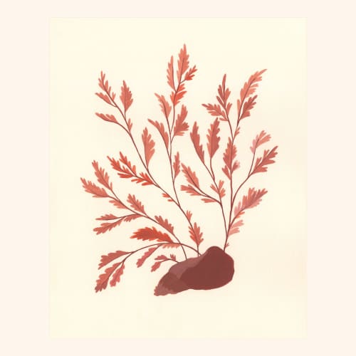 Seaweed Study | Prints by Elana Gabrielle. Item made of paper