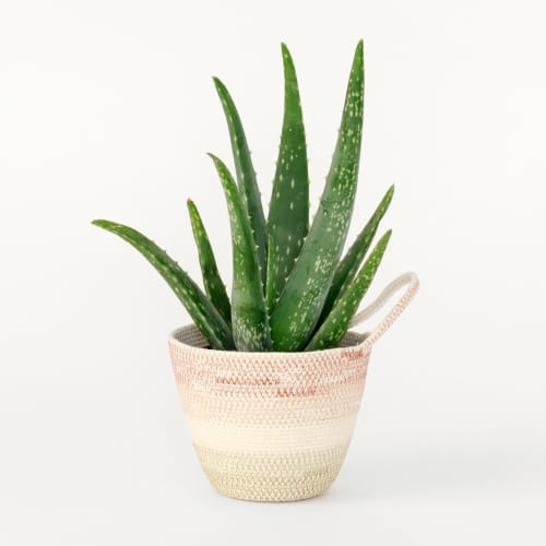 Desert Flower Medium Planter | Vase in Vases & Vessels by MOkun | Bay Area Made x Wescover 2019 Design Showcase in Alameda. Item composed of cotton