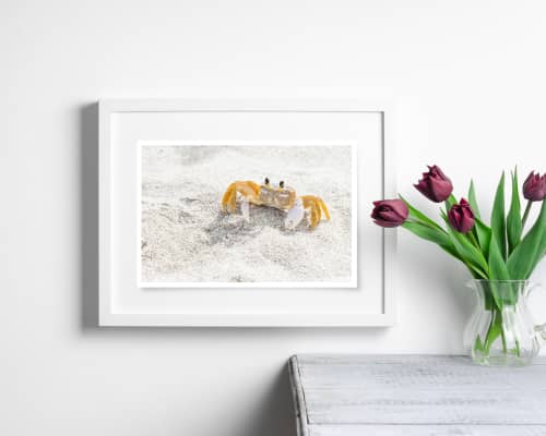 Photograph • "King", Crab, Ocean, Beach, Nautical, Macro | Photography by Honeycomb. Item made of metal & paper compatible with coastal style