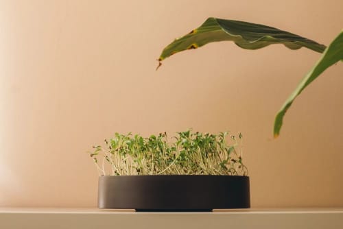 MicroPod | Planter in Vases & Vessels by Mother. Item composed of synthetic