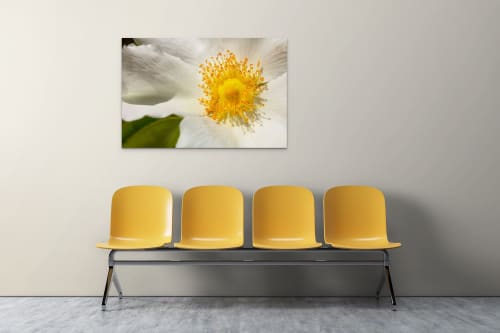 White Tree Magnolia Digital-only offering for Trade | Photography by Caroyl La Barge›. Item made of canvas with paper works with contemporary & country & farmhouse style