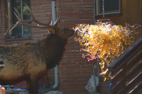 "Golden Moments" ~ Custom Blown Glass Chandelier | Chandeliers by White Elk's Visions in Glass - Glass Artisan, Marty White Elk Holmes & COO, Jo Pierce