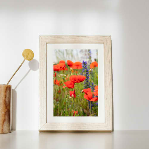 Photograph • Poppies, Flowers, England, Nature, Floral | Photography by Honeycomb. Item made of metal & paper