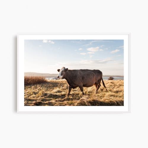 Contemporary 'Brown Cow' fine art photography print | Photography by PappasBland. Item composed of paper in contemporary or country & farmhouse style