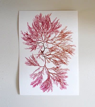 Pressed Seaweed, Single 105. A5. | Pressing in Art & Wall Decor by Jasmine Linington. Item made of paper