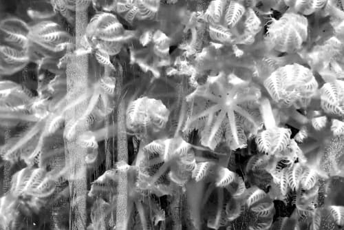 BIOPHILIA 4 | Prints by Costas Picadas. Item composed of paper