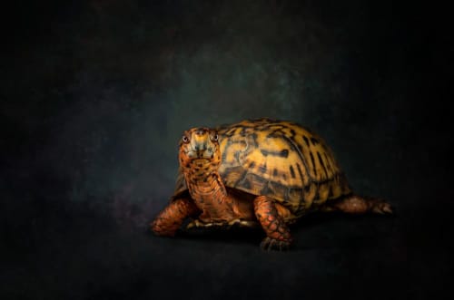 Box Turtle | Photography by Judy Reinford. Item composed of paper