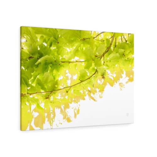 Sunkissed Oak _ 3643  --  bring a lush summer day inside | Prints in Paintings by Petra Trimmel. Item made of canvas with paper