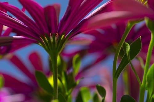 Pink Osteospermum | Photography by Caroyl La Barge›. Item compatible with contemporary and country & farmhouse style