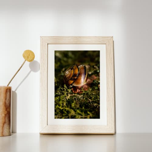 Photograph • Snail, PNW, Forest, Woodland, Macro | Photography by Honeycomb. Item made of metal with paper