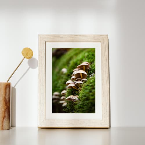 Photography • Mushroom Caps, Fungi, PNW, Nature, Moss | Photography by Honeycomb. Item made of metal with paper