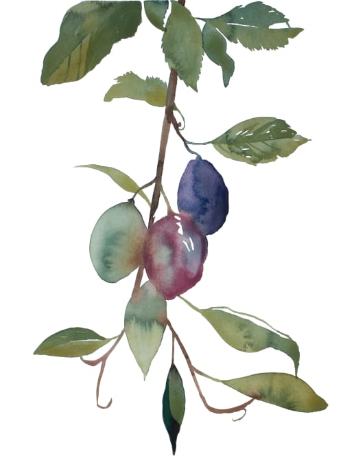 Plum Study No. 2 : Original Watercolor Painting | Paintings by Elizabeth Becker. Item composed of paper in boho or minimalism style