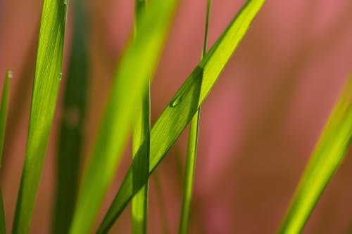 Dew on Spring Grass | Photography by Caroyl La Barge›. Item works with contemporary & country & farmhouse style