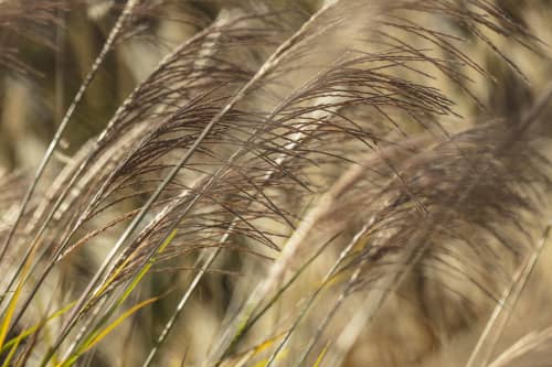 Sun through Pampas Grass | Photography by Caroyl La Barge›. Item works with contemporary & country & farmhouse style