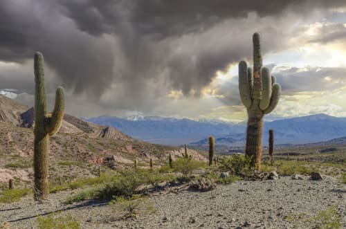 Cactus, Mountains and Rain Clouds | Photography by Richard Silver Photo. Item composed of paper in contemporary or country & farmhouse style