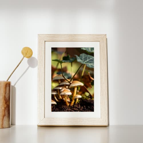 Photograph • Canopy, Mushrooms, Fungi, PNW, Woodland | Photography by Honeycomb. Item made of metal & paper