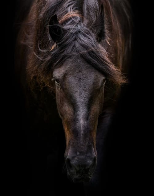 Black Friesian | Photography by Judy Reinford. Item made of paper