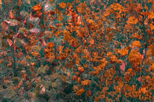 BIOPHILIA (18"x12" — 60"x40") | Wall Art | Fine Art Print | Digital Art in Art & Wall Decor by Jess Ansik. Item composed of metal & paper compatible with transitional style