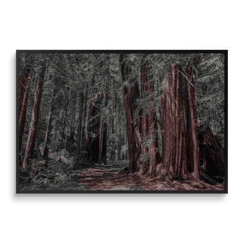 SANCTUARY | A Stroll Among the Redwoods | Fine Art Print | Photography by Jess Ansik. Item made of paper compatible with modern and scandinavian style