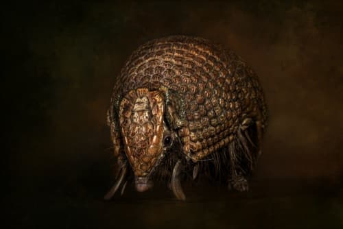 Armadillo | Photography by Judy Reinford. Item made of paper