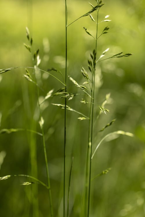 Tall Spring Grass | Photography by Caroyl La Barge›. Item compatible with contemporary and country & farmhouse style