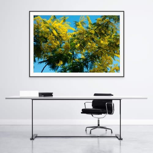 February Mimosa Digital-only offering exclusively for Trade | Photography by Caroyl La Barge›. Item made of canvas & paper compatible with contemporary and country & farmhouse style