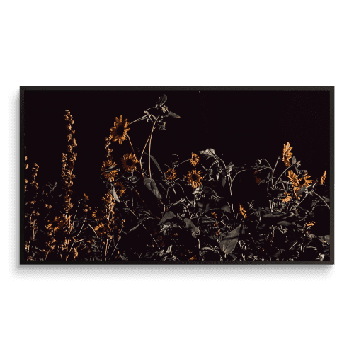 Dancing in the Moonlight︱16:9 Pano︱Fine Art Print | Photography by Jess Ansik. Item made of paper works with boho & country & farmhouse style