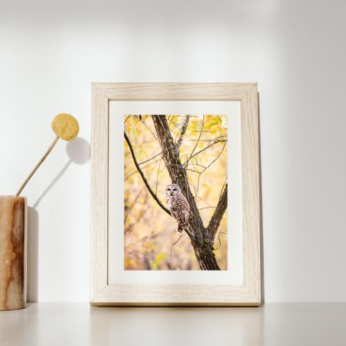 Photograph • Barred Owl, Woodland, Fall, PNW, Oregon, Autumn | Photography by Honeycomb. Item made of metal & paper