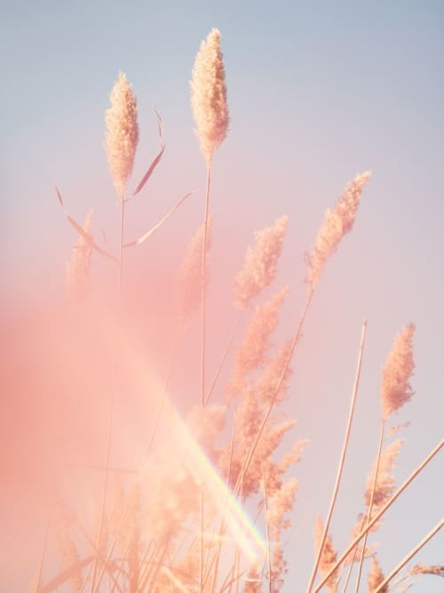 Wetland Grass 3 (Jamaica Bay, NY) | Photography by Tommy Kwak. Item composed of paper