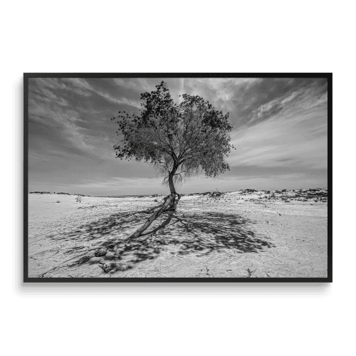 SHADOW & ROOT | B&W | Nature & Landscapes | Wall Art | Photography by Jess Ansik. Item made of paper works with minimalism & rustic style