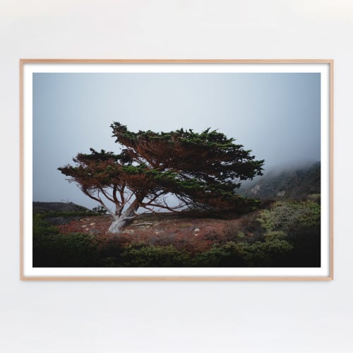 "Cypress in Heavy Fog" Coastal Photograph | Photography by Daylight Dreams Editions. Item made of paper works with boho & minimalism style