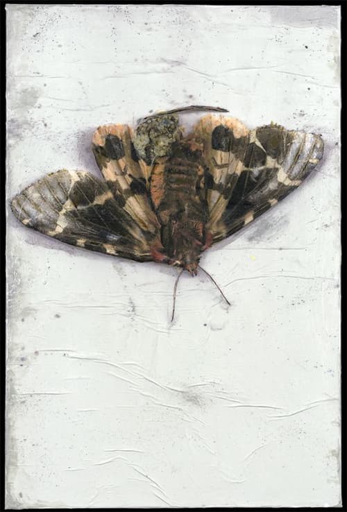 Insects | Oil And Acrylic Painting in Paintings by Rosemary Feit Covey. Item made of canvas