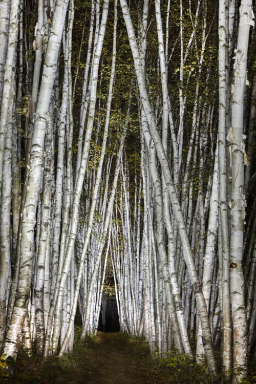 Birch Trees #10, 74" x 50", ed. 1/4 | Photography by Chris Becker