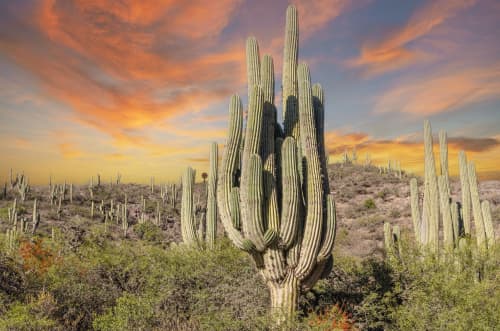 Argentina Cactus with bold sky | Photography by Richard Silver Photo. Item composed of paper in contemporary or modern style