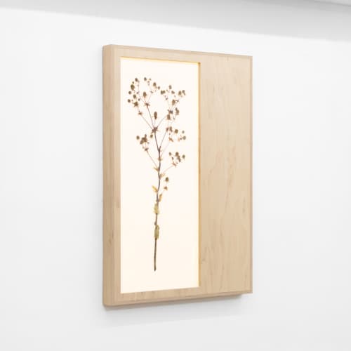 Herbarium: Eryngium Planum - Wall Light Sculpture | Wall Sculpture in Wall Hangings by Mateusz Wappa Design & Research. Item composed of birch wood and glass in minimalism or modern style