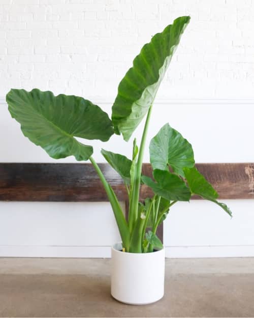 The Twelve by Revival ceramics | Planter in Vases & Vessels by LBE Design | Little Leaf in Washington. Item made of ceramic