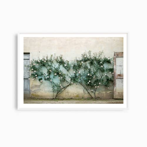 Rustic Mediterranean art, "Rose Twins" photography print | Photography by PappasBland. Item composed of paper in country & farmhouse or mediterranean style