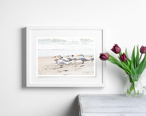 Photograph • Royal Terns, Ocean, Shorebirds, Nautical | Photography by Honeycomb. Item made of metal with paper works with coastal style