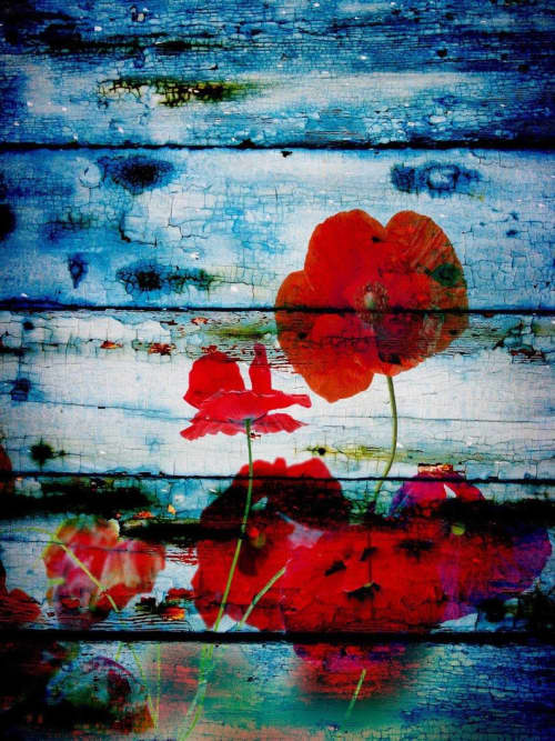Poppies on blue | Oil And Acrylic Painting in Paintings by Irena Orlov. Item made of canvas with synthetic