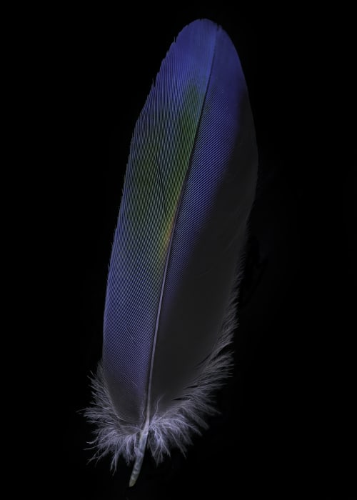 Blue Amazon Parrot Feather - Amazona sp. Source Sustainably | Photography by Tal Shpantzer | Talfoto Studio