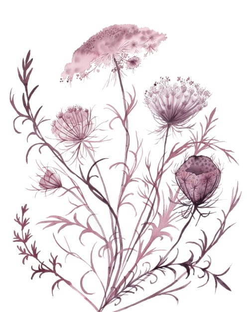 Queen Anne's Lace No. 21 : Original Watercolor Painting | Paintings by Elizabeth Becker. Item composed of paper in boho or minimalism style