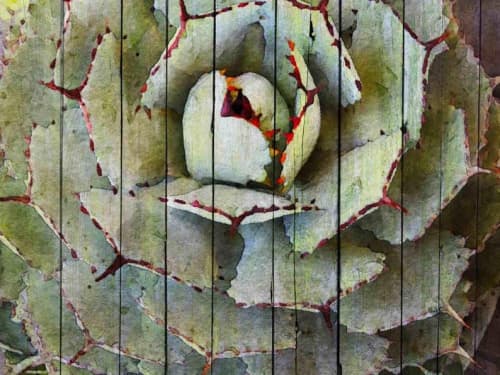 Agave | Oil And Acrylic Painting in Paintings by Irena Orlov. Item made of canvas with synthetic
