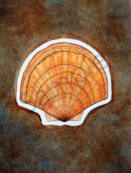 Seashell 1 | Prints by LaShonda Scott Robinson. Item composed of wood & canvas compatible with contemporary and traditional style