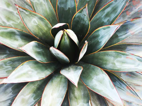 Succulent Art | Oil And Acrylic Painting in Paintings by Irena Orlov. Item made of canvas & synthetic