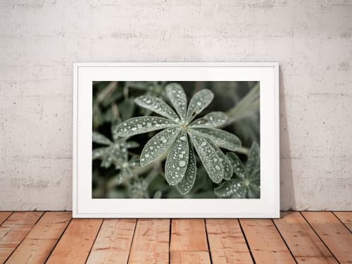 Blue Lupine #4 | Limited Edition Print | Photography by Tal Paz-Fridman | Limited Edition Photography. Item composed of paper compatible with country & farmhouse and scandinavian style